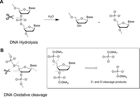 dna cleavage|DNA Cleavage .